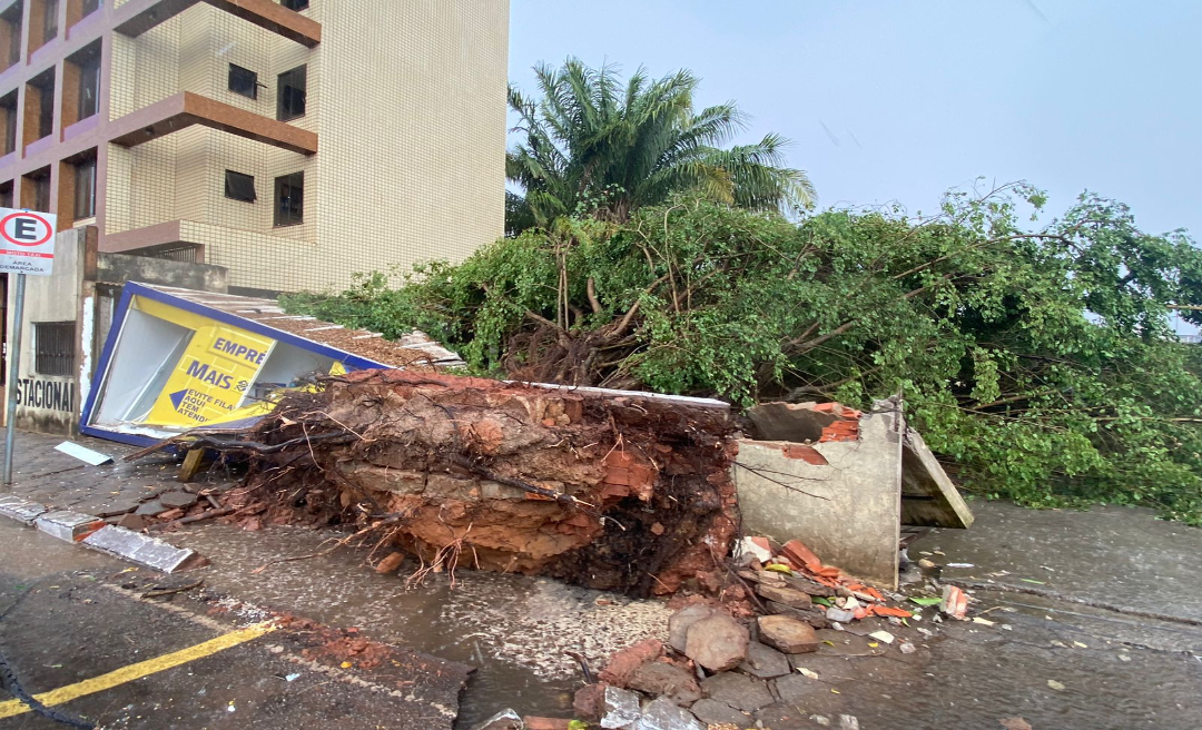 Vento forte derruba árvore sobre muro e correspondente do Banco do Brasil em Rio Branco